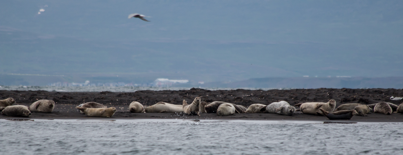 Foca mirando a camara