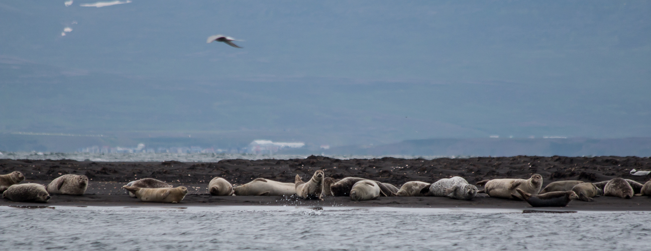 Focas Islandia