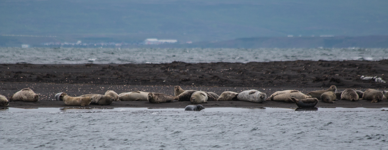 Focas tomando el Sol en Islandia