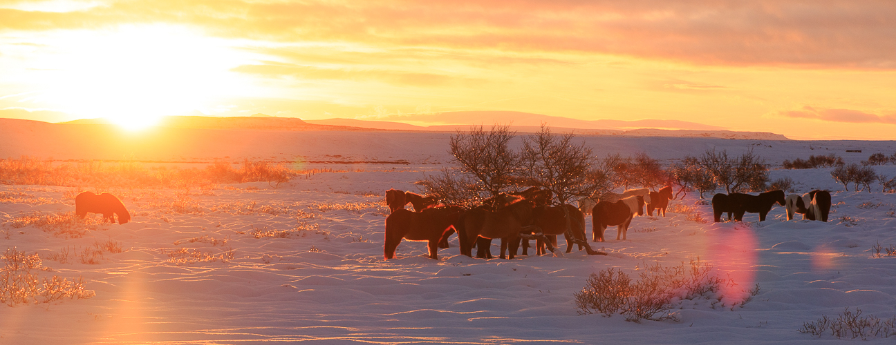 Manada de caballos en el circulo dorado de Islandia Manada de caballos en el circulo dorado de Islandia